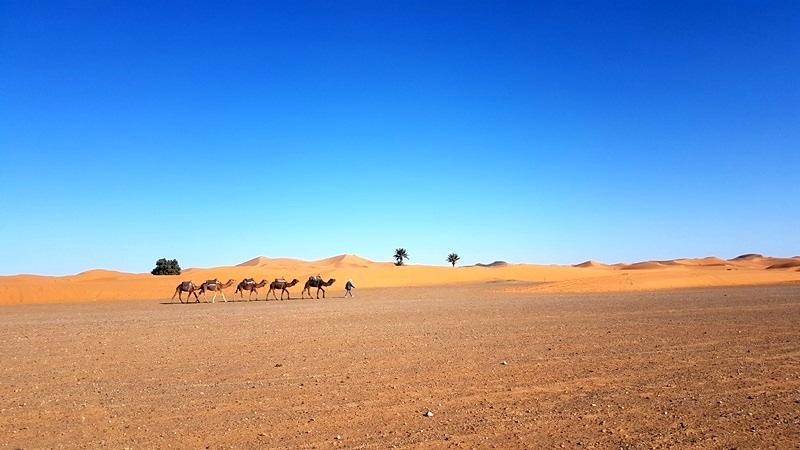 Camp Sahara Holidays M'Hamid Eksteriør billede